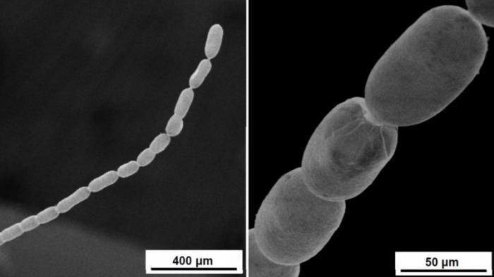 Обнаружена самая большая в мире бактерия
                24 июня 2022, 18:45