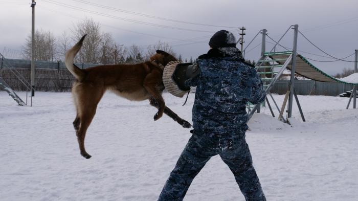 Полицейский пес в Петропавловске вора нашел по перчатке