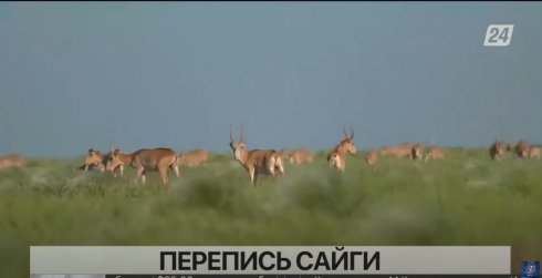 К авиаучету сайги готовятся в Карагандинской области