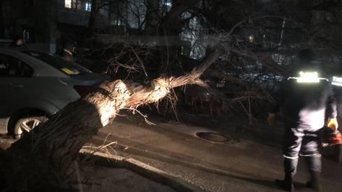 Упавшее в Караганде дерево повредило три автомобиля