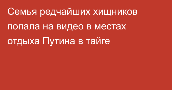 Семья редчайших хищников попала на видео в местах отдыха Путина в тайге