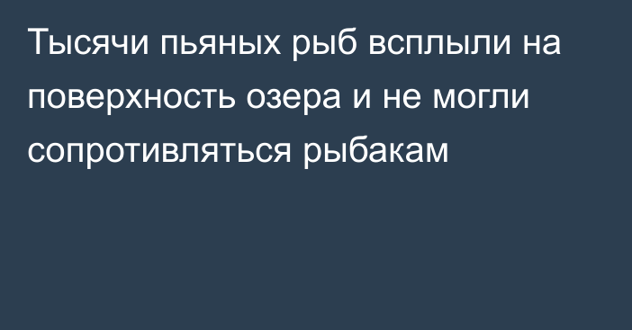 Тысячи пьяных рыб всплыли на поверхность озера и не могли сопротивляться рыбакам