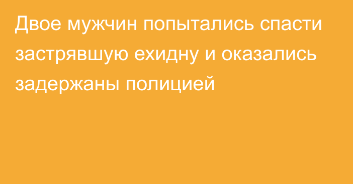 Двое мужчин попытались спасти застрявшую ехидну и оказались задержаны полицией