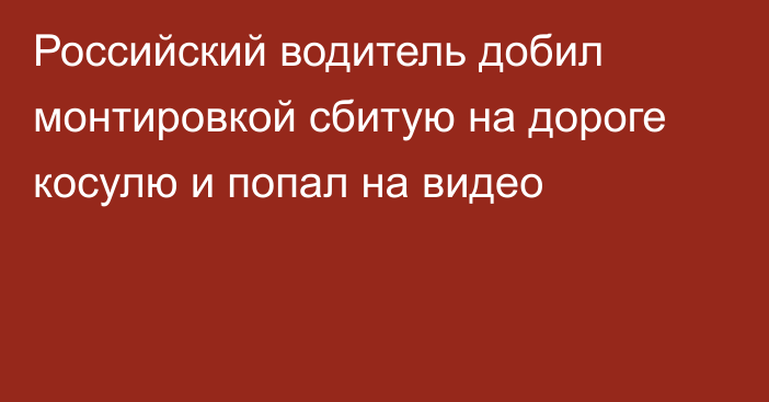 Российский водитель добил монтировкой сбитую на дороге косулю и попал на видео