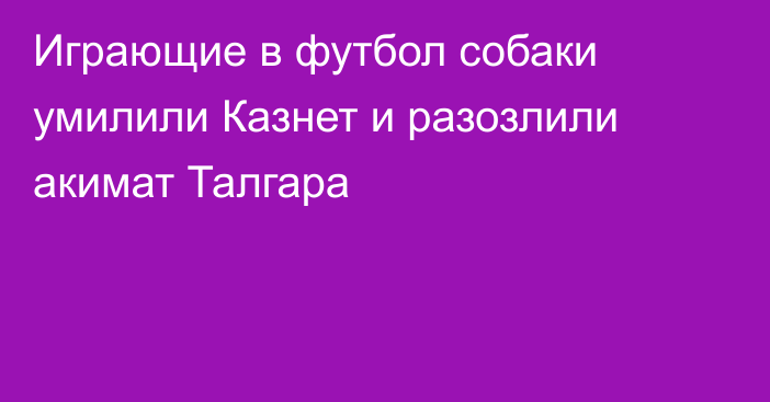 Играющие в футбол собаки умилили Казнет и разозлили акимат Талгара