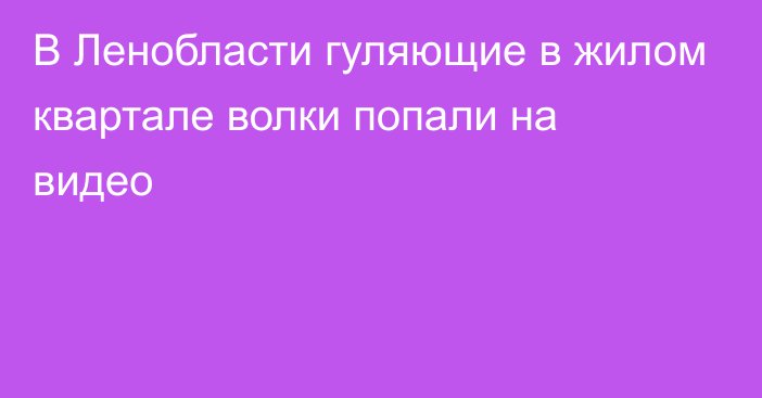 В Ленобласти гуляющие в жилом квартале волки попали на видео