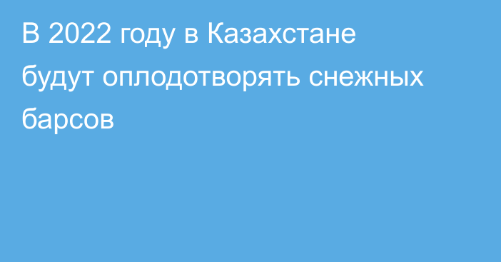 В 2022 году в Казахстане будут оплодотворять снежных барсов