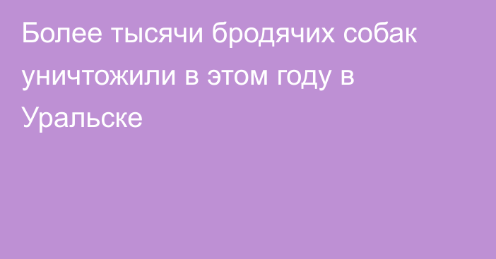 Более тысячи бродячих собак уничтожили в этом году в Уральске