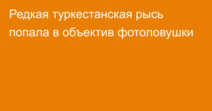 Редкая туркестанская рысь попала в объектив фотоловушки