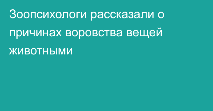 Зоопсихологи рассказали о причинах воровства вещей животными