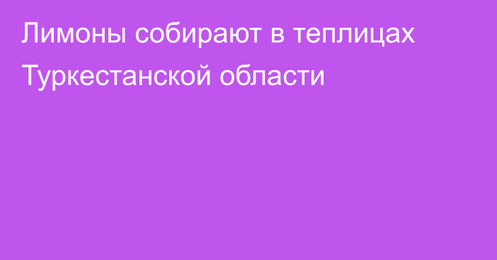 Лимоны собирают в теплицах Туркестанской области