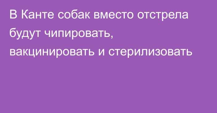 В Канте собак вместо отстрела будут чипировать, вакцинировать и стерилизовать