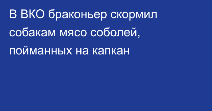 В ВКО браконьер скормил собакам мясо соболей, пойманных на капкан