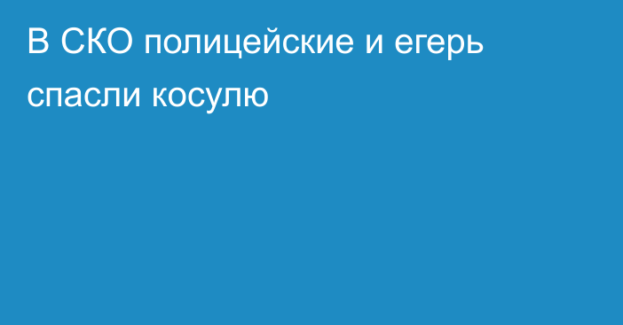 В СКО полицейские и егерь спасли косулю