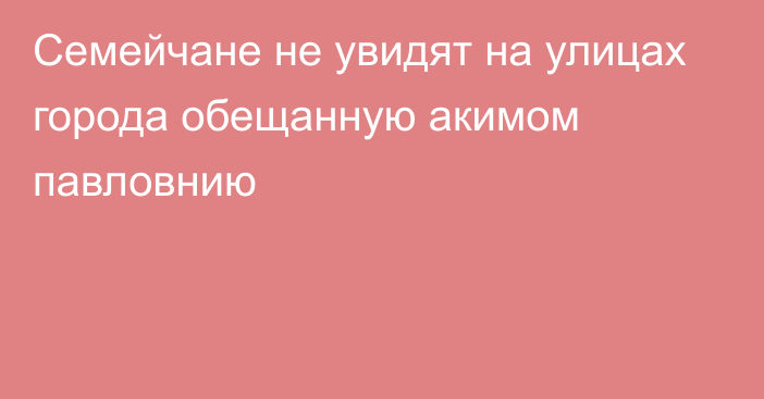 Семейчане не увидят на улицах города обещанную акимом павловнию