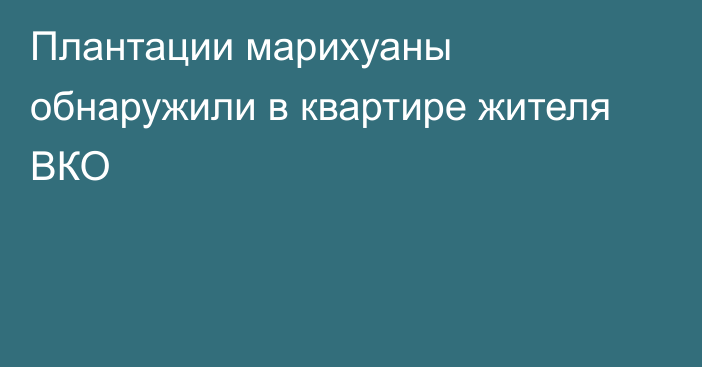 Плантации марихуаны обнаружили в квартире жителя ВКО