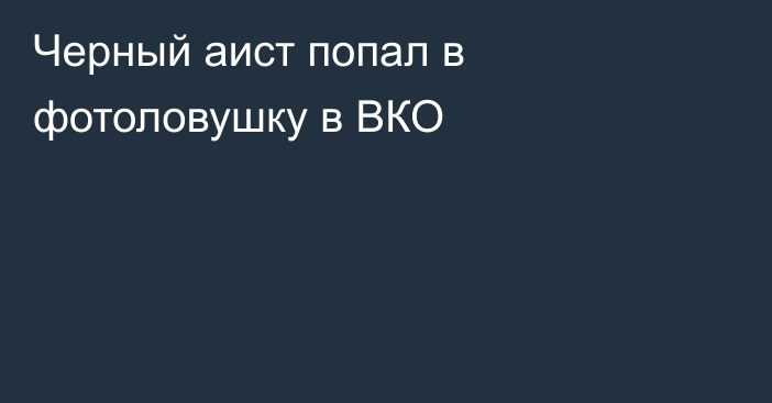 Черный аист попал в фотоловушку в ВКО