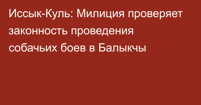 Иссык-Куль: Милиция проверяет законность проведения собачьих боев в Балыкчы