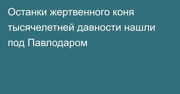 Останки жертвенного коня тысячелетней давности нашли под Павлодаром