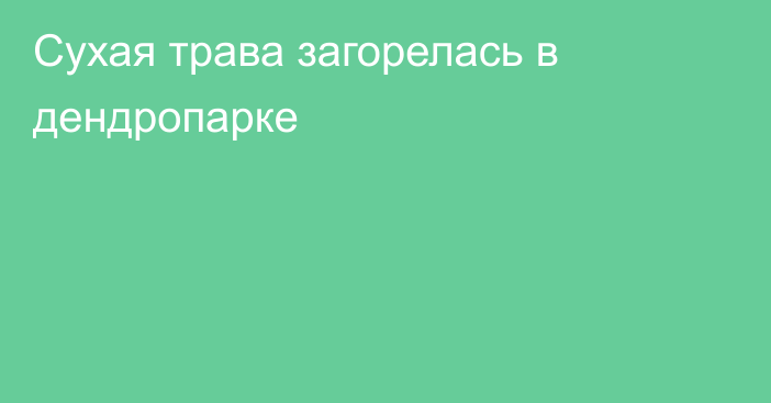 Сухая трава загорелась в дендропарке