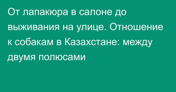 От лапакюра в салоне до выживания на улице. Отношение к собакам в Казахстане: между двумя полюсами