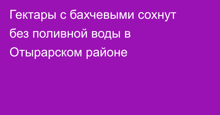 Гектары с бахчевыми сохнут без поливной воды в Отырарском районе