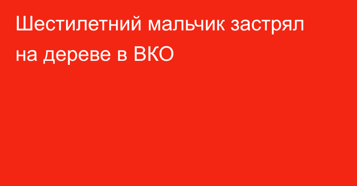 Шестилетний мальчик застрял на дереве в ВКО