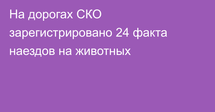 На дорогах СКО зарегистрировано 24 факта наездов на животных