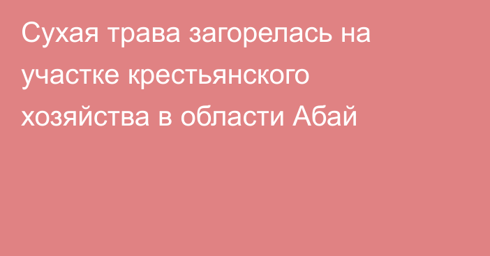 Сухая трава загорелась на участке крестьянского хозяйства в области Абай