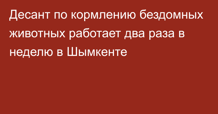 Десант по кормлению бездомных животных работает два раза в неделю в Шымкенте