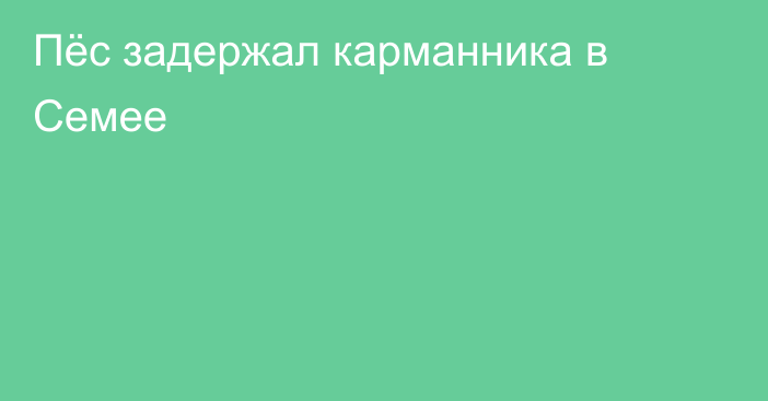 Пёс задержал  карманника в Семее