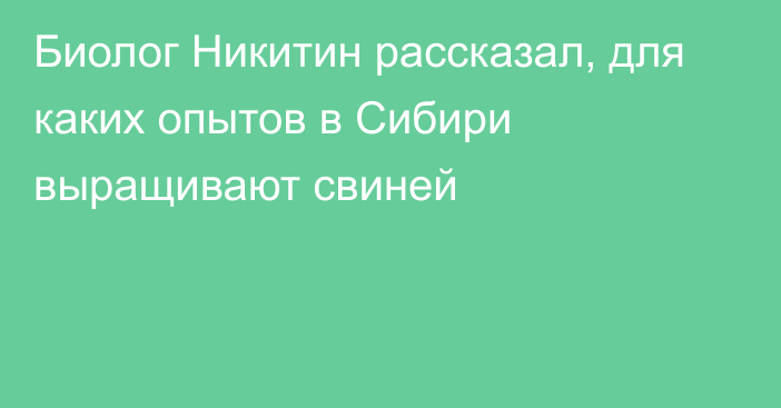 Биолог Никитин рассказал, для каких опытов в Сибири выращивают свиней