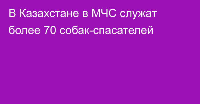 В Казахстане в МЧС служат более 70 собак-спасателей