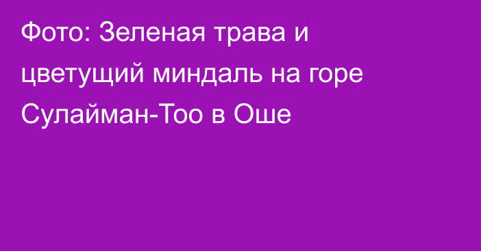 Фото: Зеленая трава и цветущий миндаль на горе Сулайман-Тоо в Оше