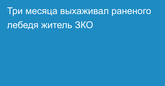 Три месяца выхаживал раненого лебедя житель ЗКО