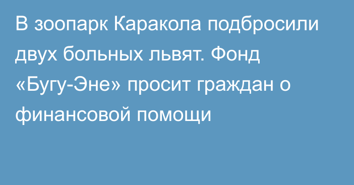 В зоопарк Каракола подбросили двух больных львят. Фонд «Бугу-Эне» просит граждан о финансовой помощи