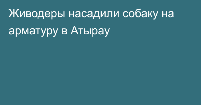 Живодеры насадили собаку на арматуру в Атырау