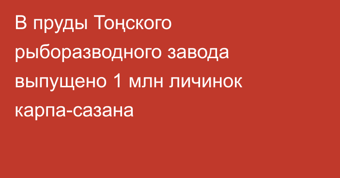 В пруды Тоңского рыборазводного завода выпущено 1 млн личинок карпа-сазана