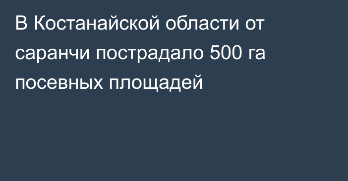 В Костанайской области от саранчи пострадало 500 га посевных площадей