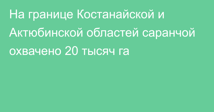 На границе Костанайской и Актюбинской областей саранчой охвачено 20 тысяч га