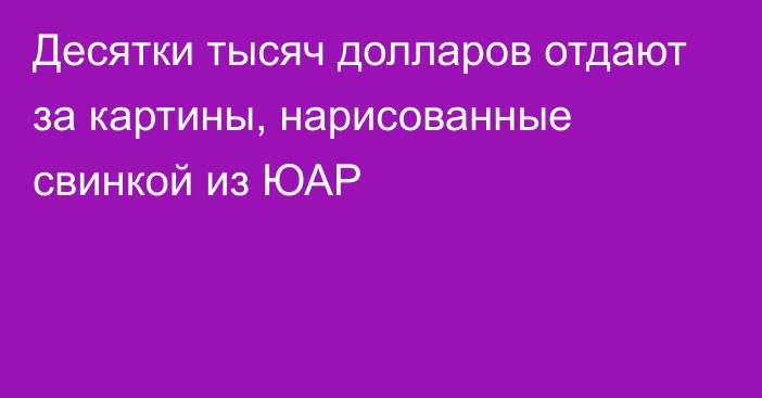 Десятки тысяч долларов отдают за картины, нарисованные свинкой из ЮАР