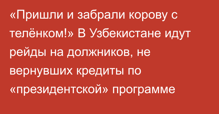 «Пришли и забрали корову с телёнком!» В Узбекистане идут рейды на должников, не вернувших кредиты по «президентской» программе