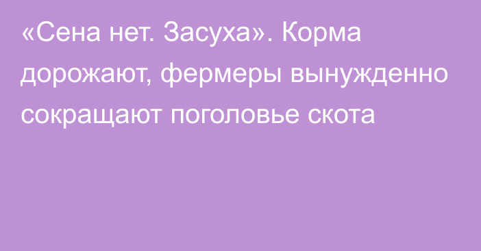 «Сена нет. Засуха». Корма дорожают, фермеры вынужденно сокращают поголовье скота