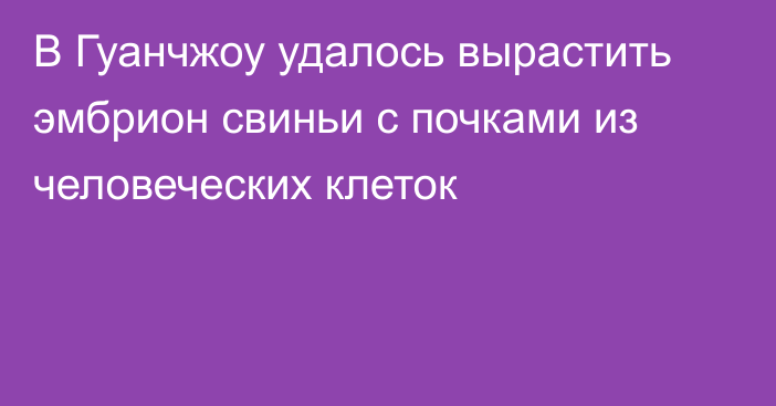 В Гуанчжоу удалось вырастить эмбрион свиньи с почками из человеческих клеток