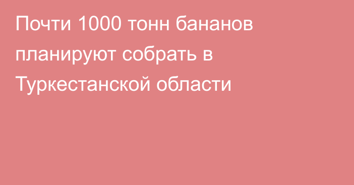 Почти 1000 тонн бананов планируют собрать в Туркестанской области