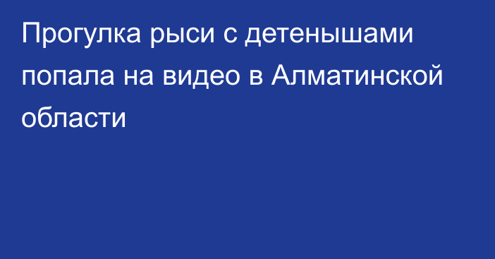 Прогулка рыси с детенышами попала на видео в Алматинской области