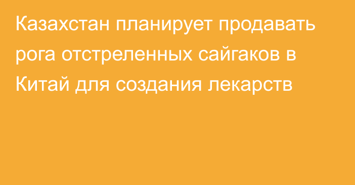 Казахстан планирует продавать рога отстреленных сайгаков в Китай для создания лекарств