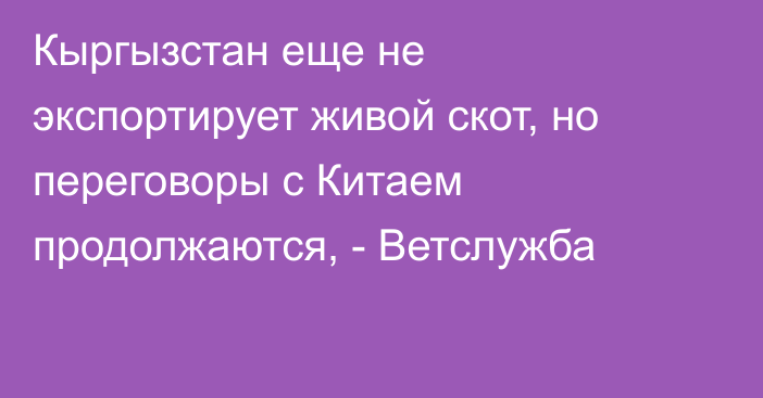 Кыргызстан еще не экспортирует живой скот, но переговоры с Китаем продолжаются, - Ветслужба