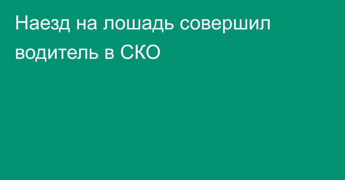 Наезд на лошадь совершил водитель в СКО