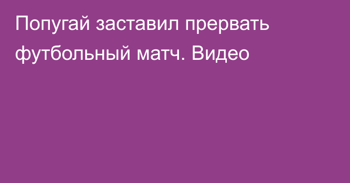 Попугай заставил прервать футбольный матч. Видео